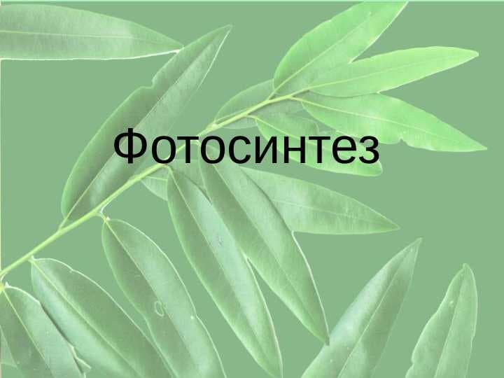 fotosintez