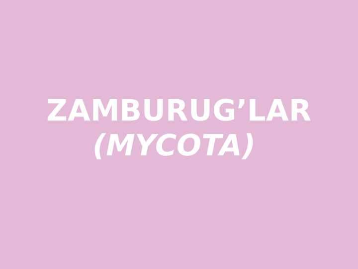 Zamburug'
