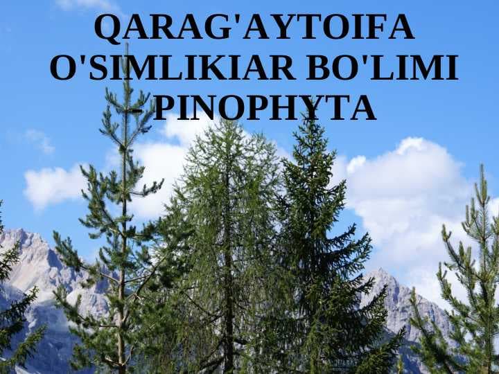 QARAG'AYTOIFA O'SIMLIKIAR BO'LIMI - PINOPHYTA