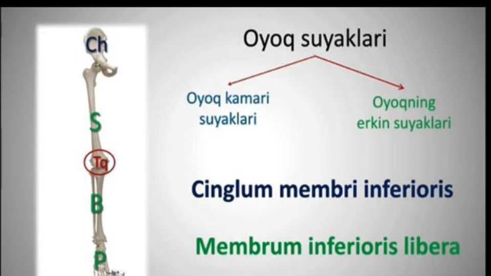 Oyoq suyaklari