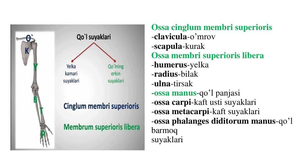 Qo'l,oyoq va chanoq  suyaklari