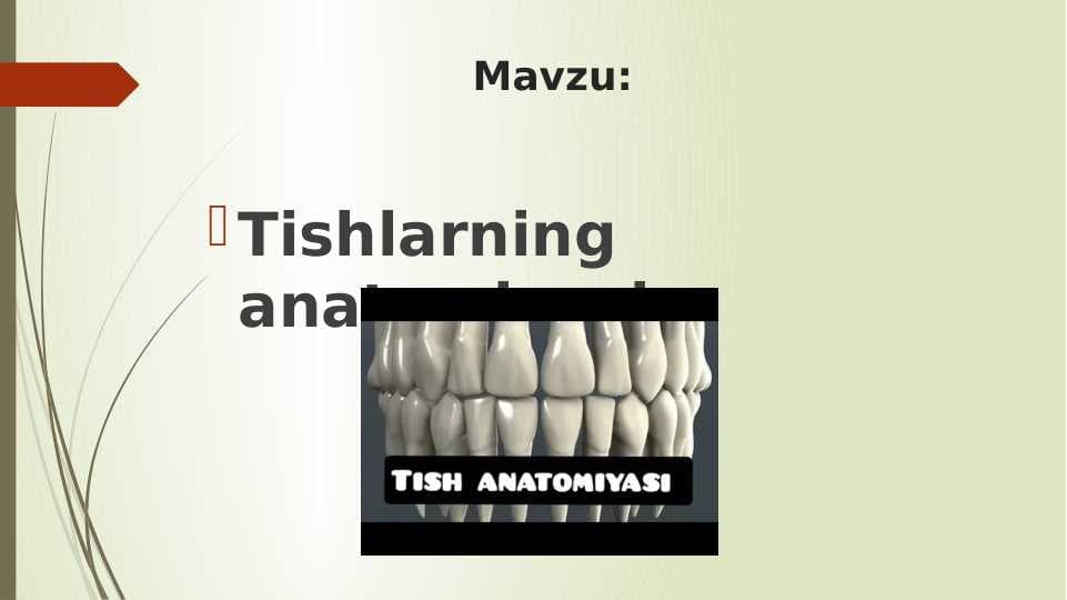 Tishlarning anatomiyasi