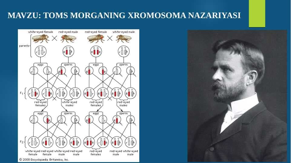 Toms Morganing xromosoma nazariyasi