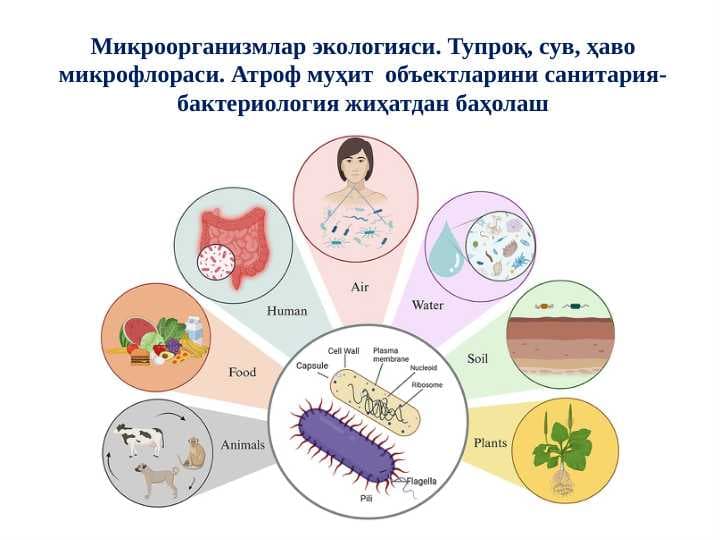 Микроорганизмлар экологияси. Тупроқ, сув, ҳаво микрофлораси. Атроф муҳит  объектларини санитария-бактериология жиҳатдан баҳолаш