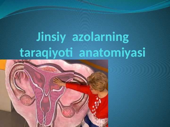 Jinsiy  azolarning taraqqiyoti  anatomiyasi