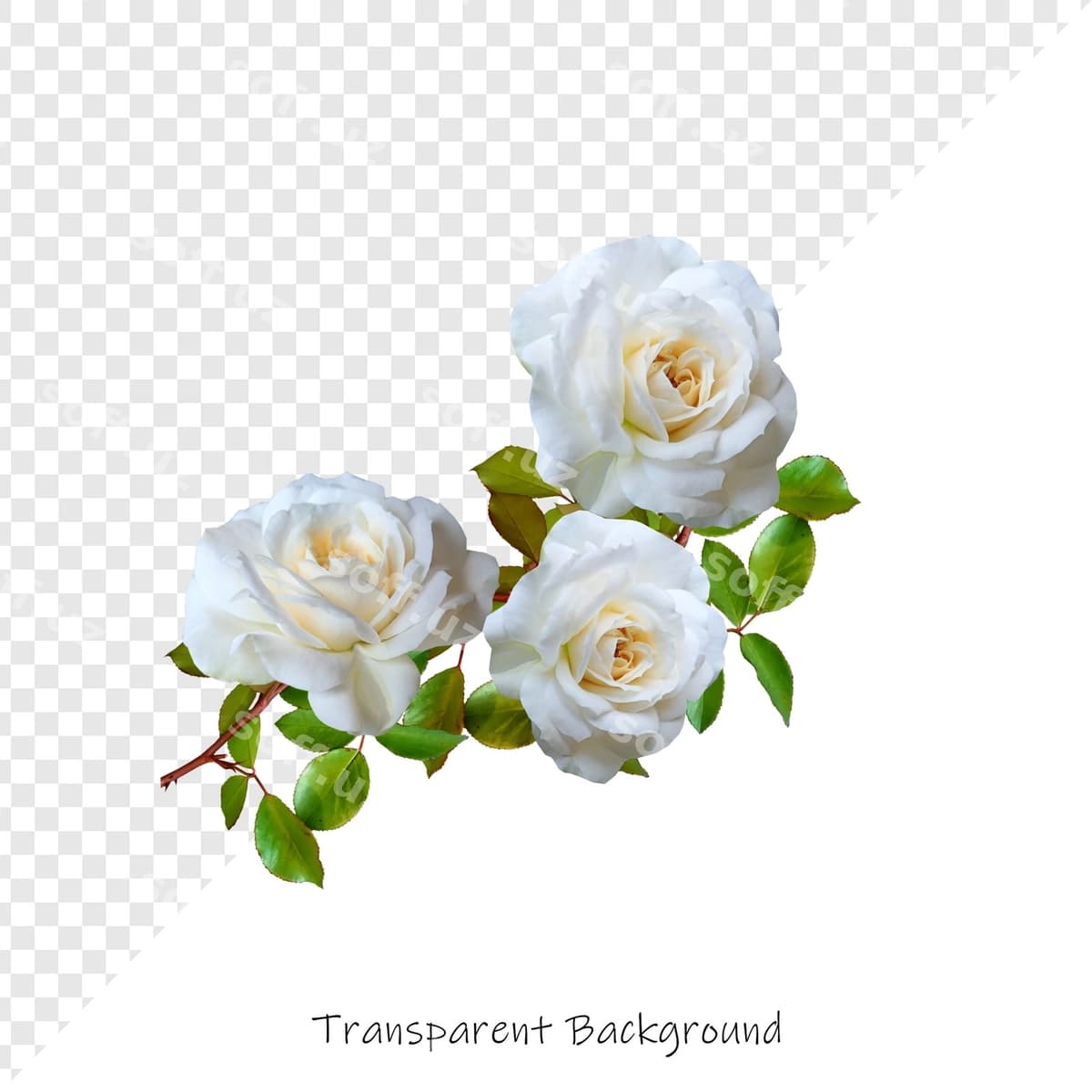 Gullar shaffof fonda | Flowers with transparent background