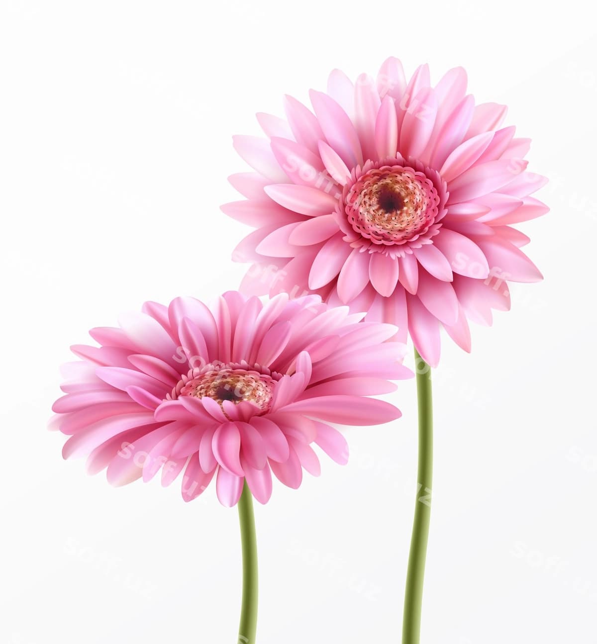 Gerbera guli bahor yozuvi | Gerbera flower spring lettering