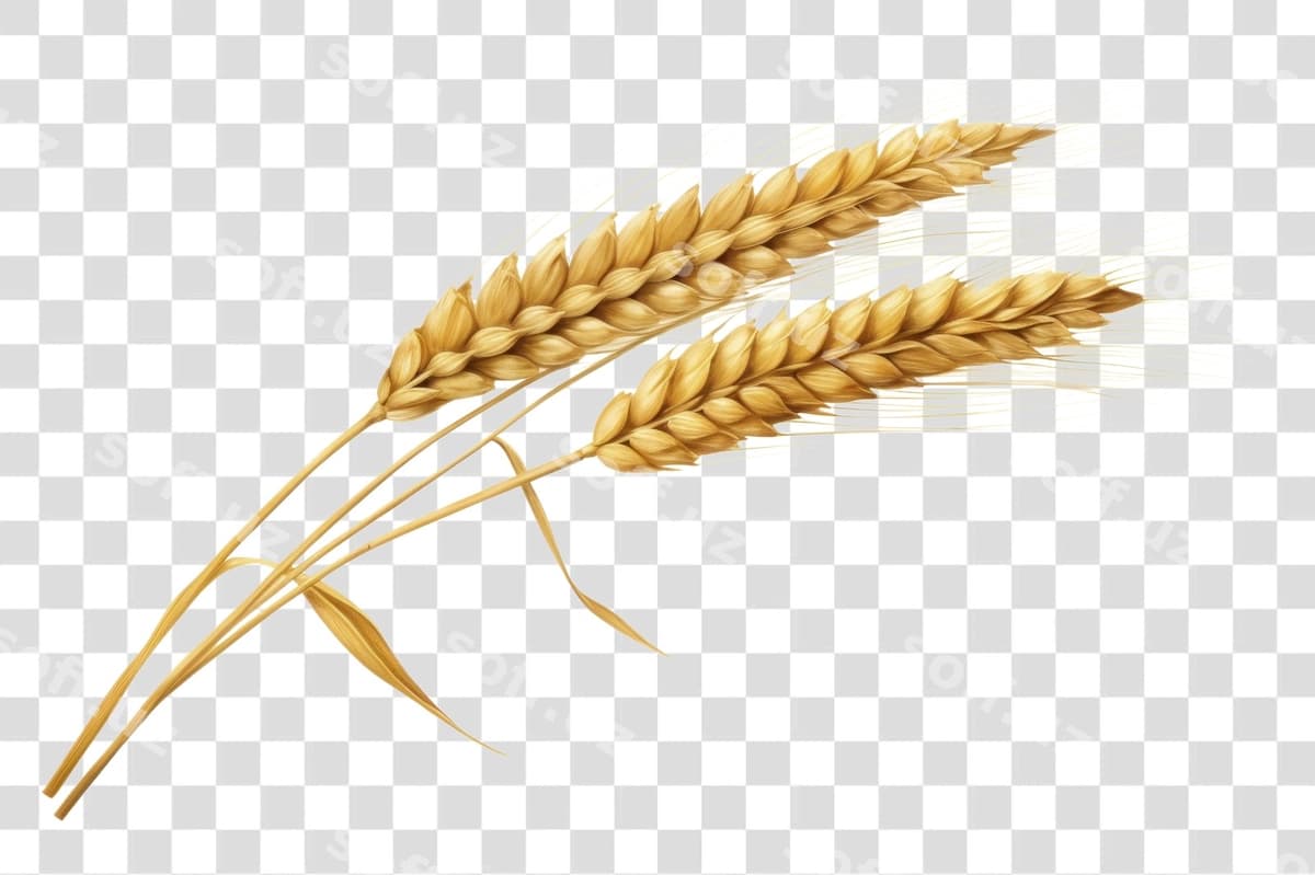 Oltin buğday qoʻriqlari ajraltirilgan orqa fonda | Golden wheat ears isolated background