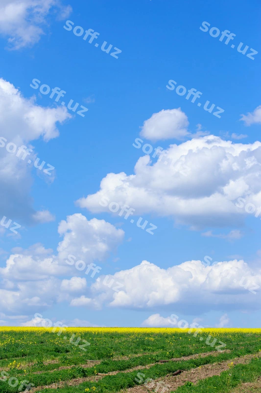 Yashil maydon ko'k osmon | Green field blue sky