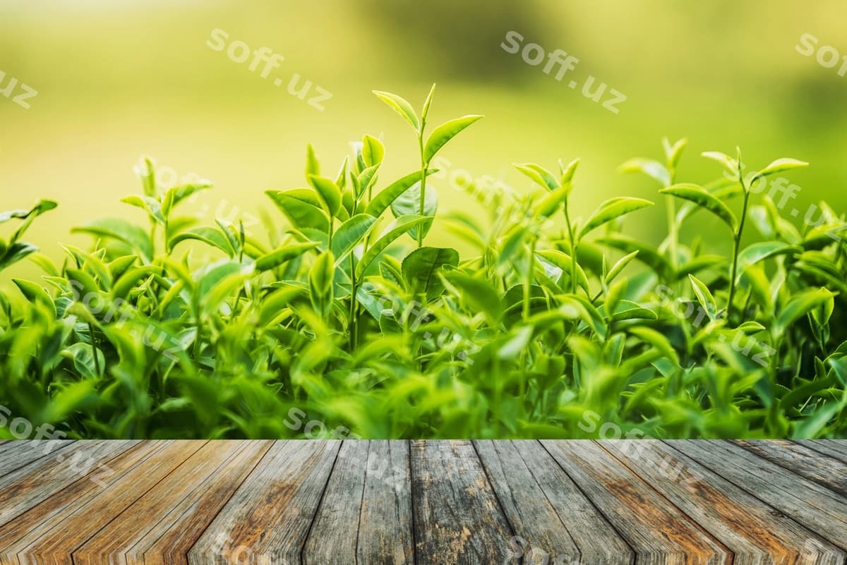 Yashil choy yangi barglari | Green tea fresh leaves