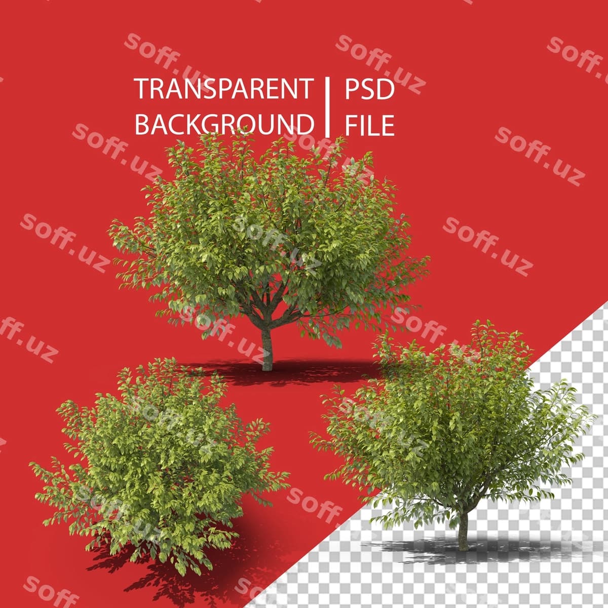 Girji png | Hackberry png