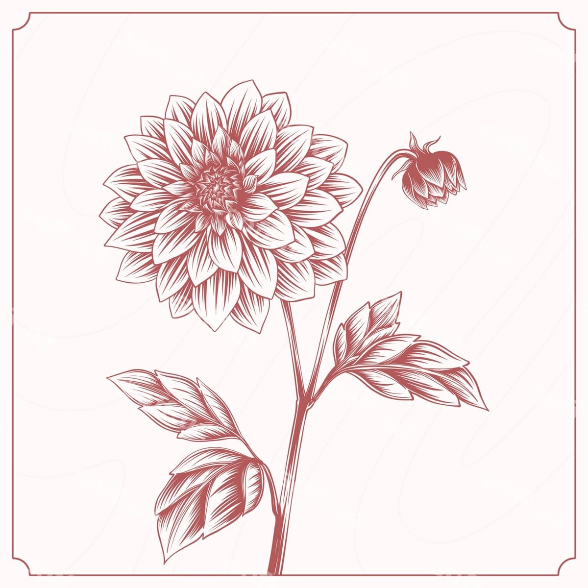 Qoziq aytdan chizilgan dahlia chizmasi illustratsiyasi | Hand drawn dahlia drawing illustration
