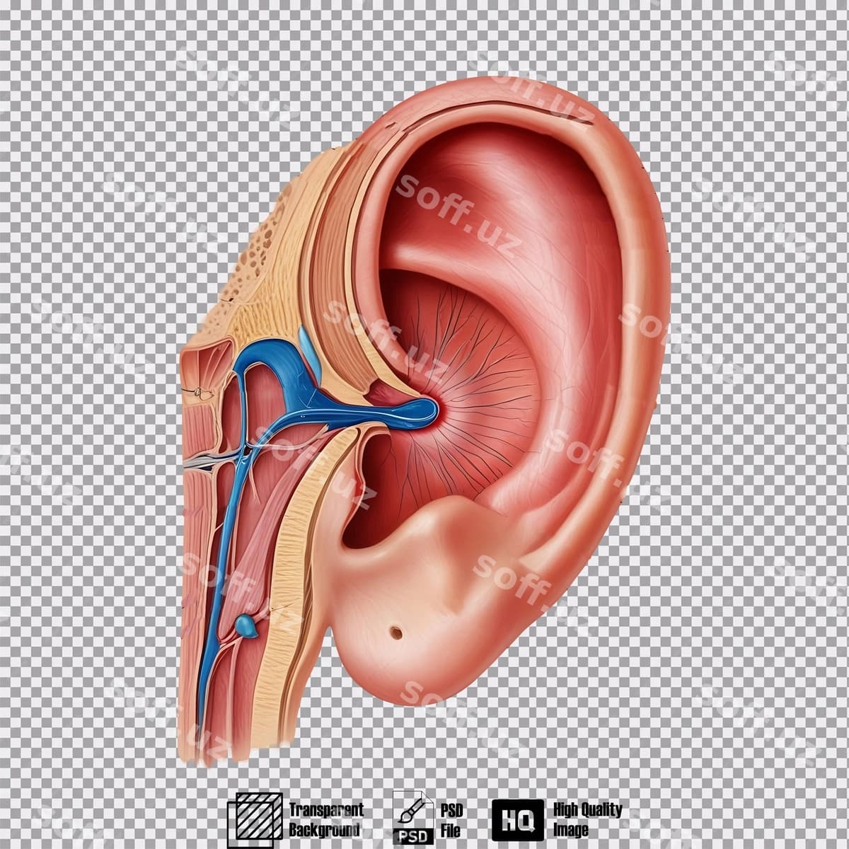 Ichki quloq anatomiyasi shaffof orqa fonda | Inner ear anatomy transparent background