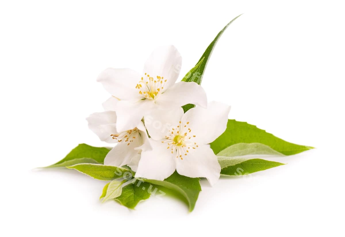 Ajraltirilgan oq yasmin gullari | Jasmine flowers isolated white