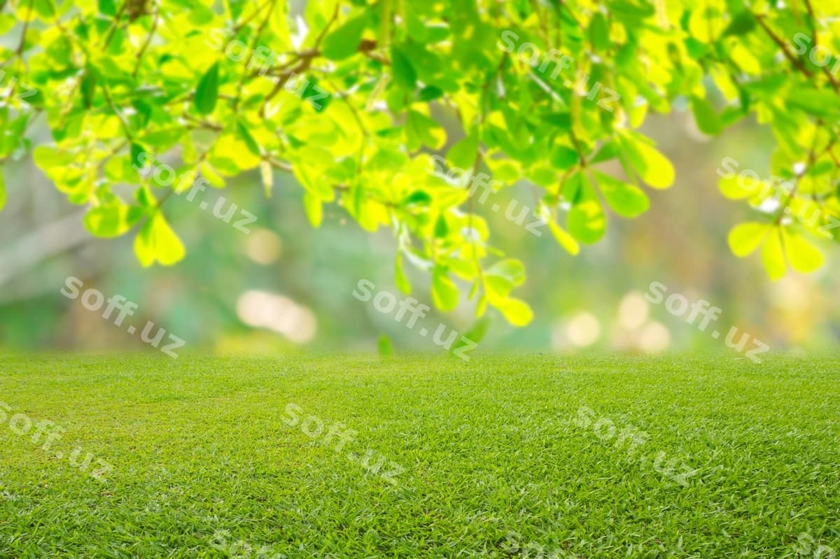 Tabiat bahor chaman orqa fon teksturasi | Nature spring grass background texture