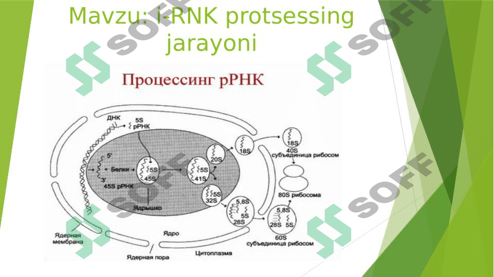 i-RNK protsessing jarayoni