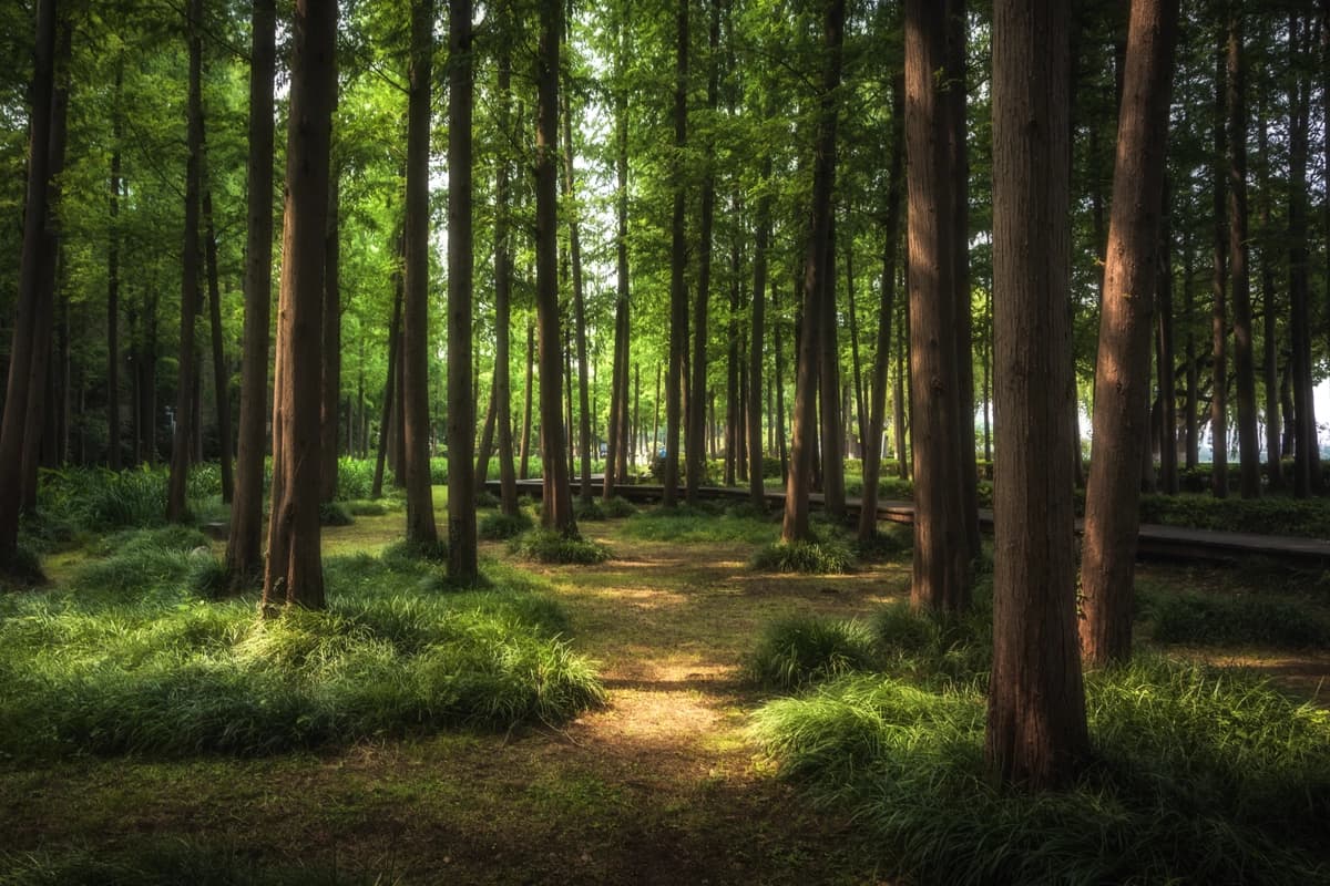 Yashil o'rmon manzarali go'zal shahar | Nice green forest landscape city