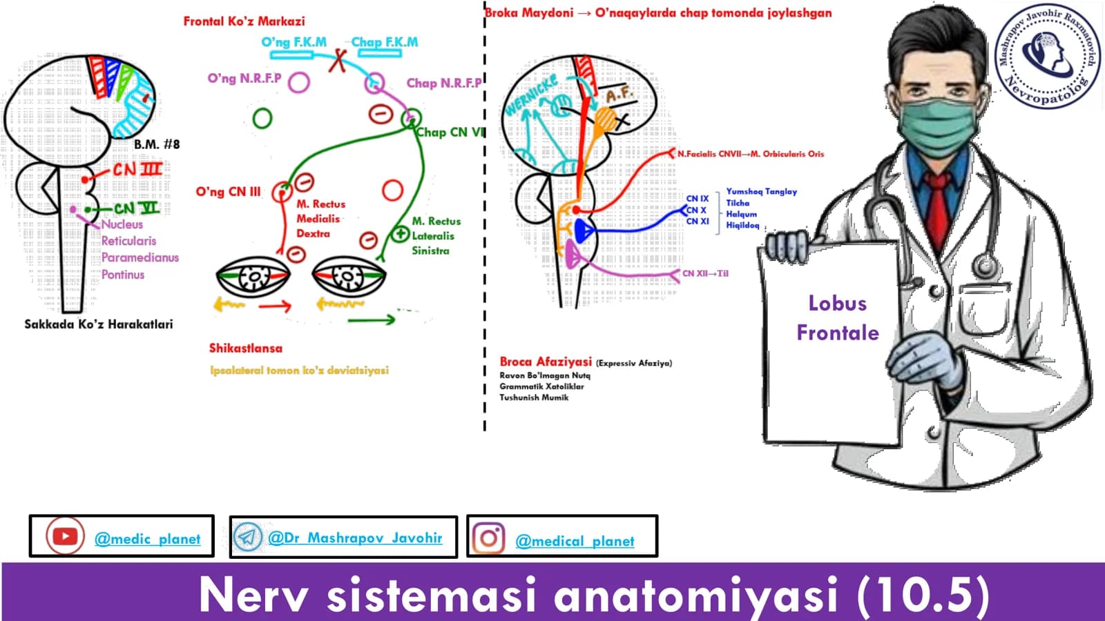 Nerv sistemasi anatomiyasi (10.5)