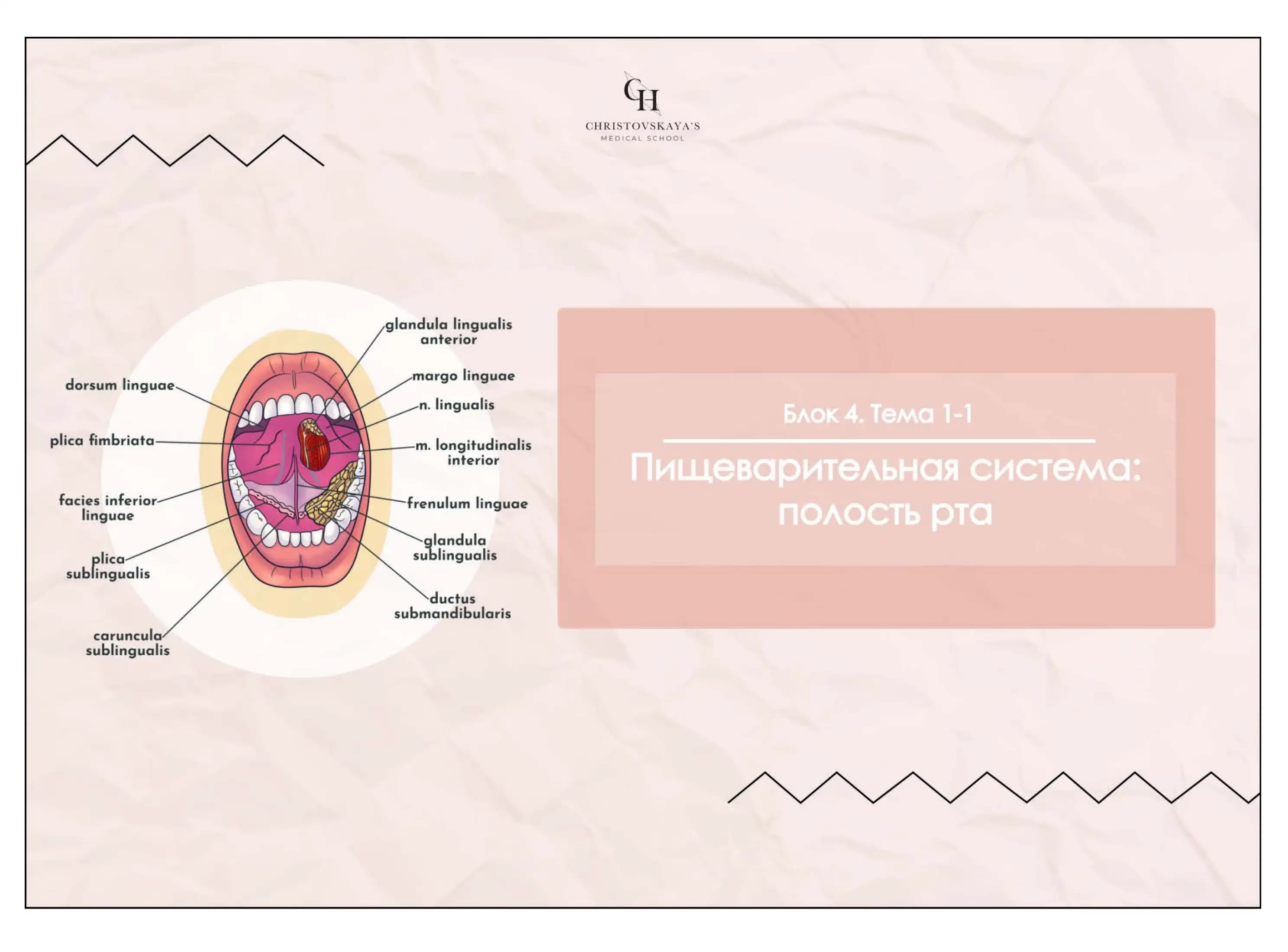 Полость рта, Губы
