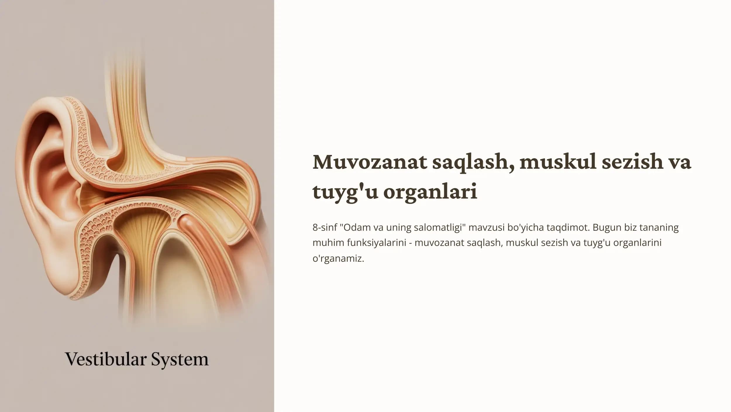 Muvozanat saqlash muskul sezish va tuygu organlari