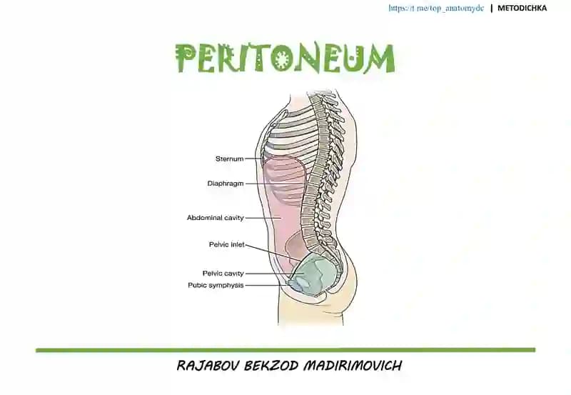 QORIN PARDA (peritoneum)