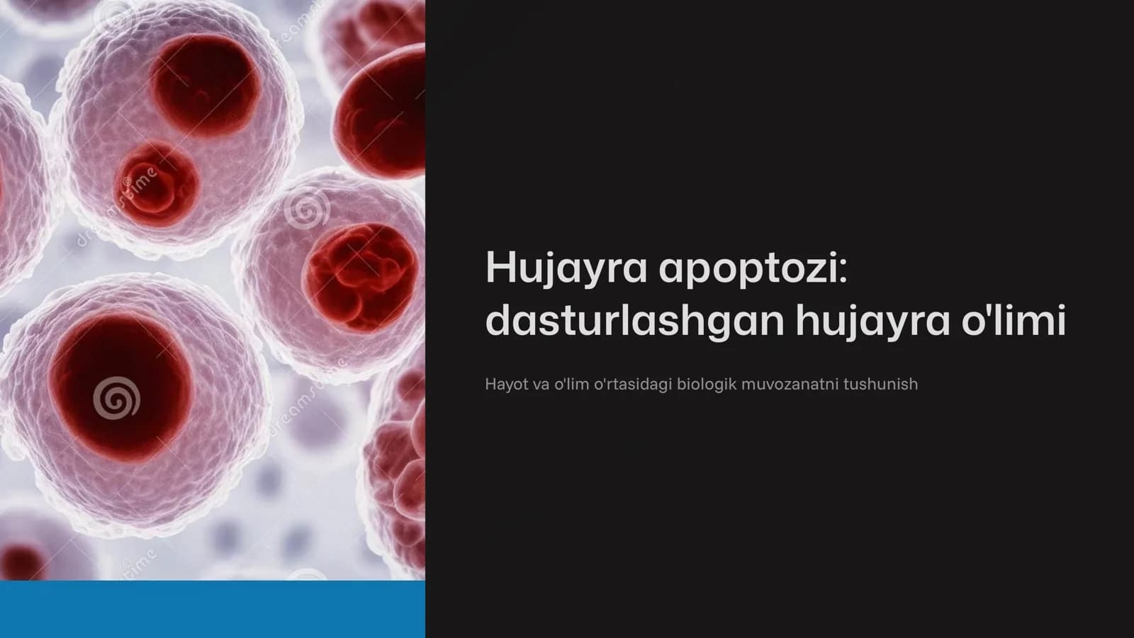 Xujayra apoptozi.