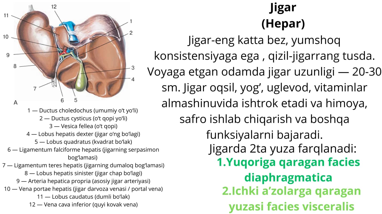 Jigar anatomiyasi