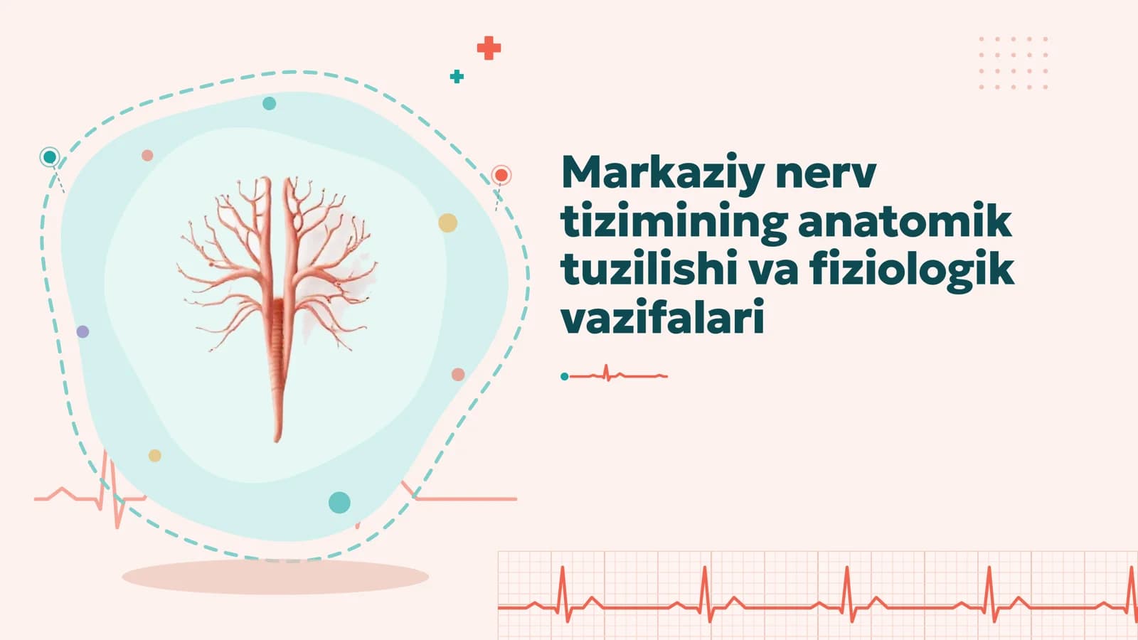 Markaziy nerv tizimi anatomiyasi va fiziologiyasi