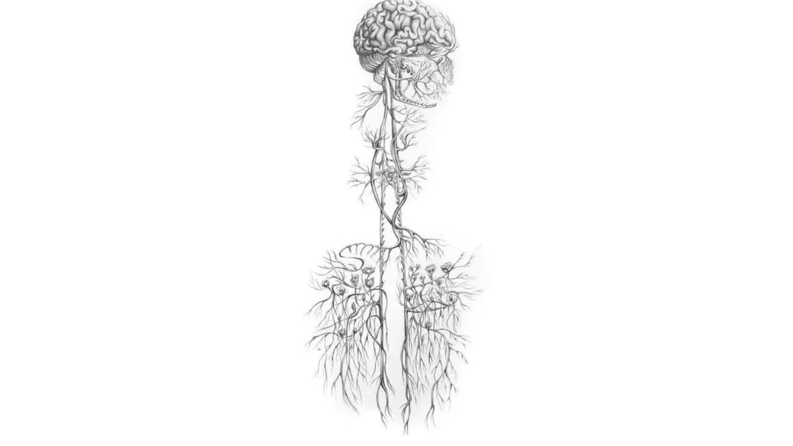Nervus Vagus anatomiyasi
