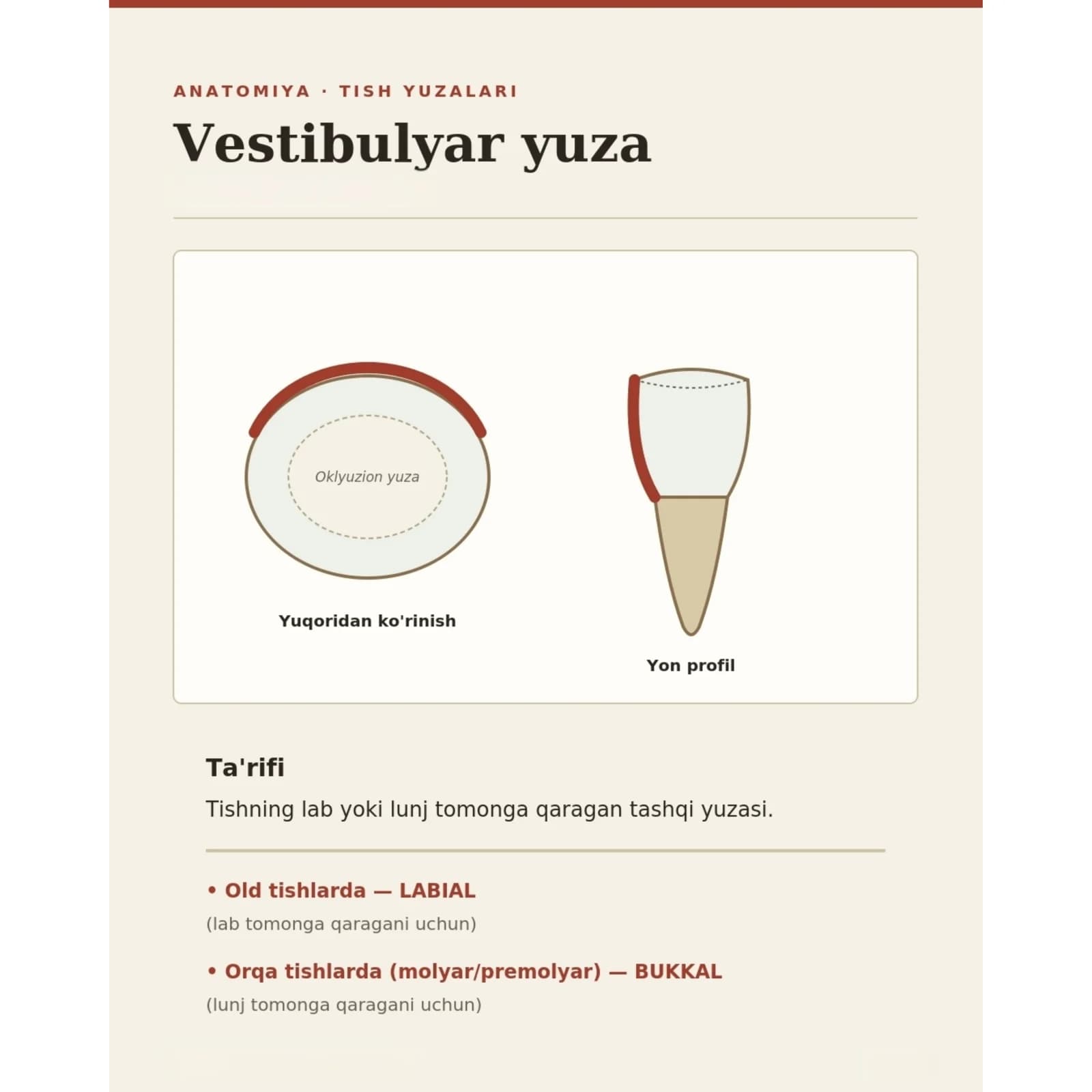 Tish yuzalari, tomonlari haqidagi taqdimot.
