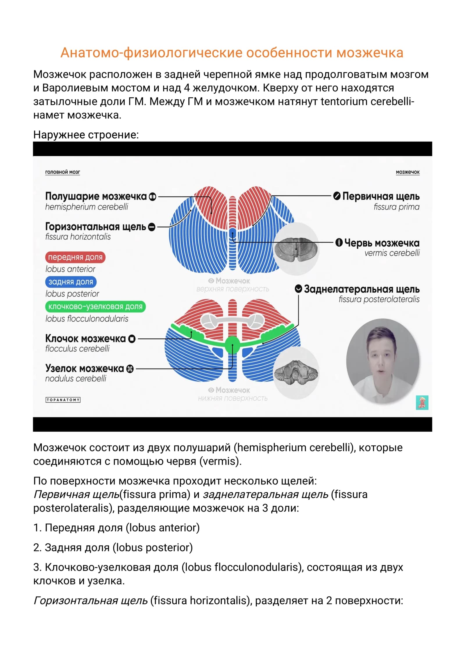 экстрапирамидальная_система,_мозжечок