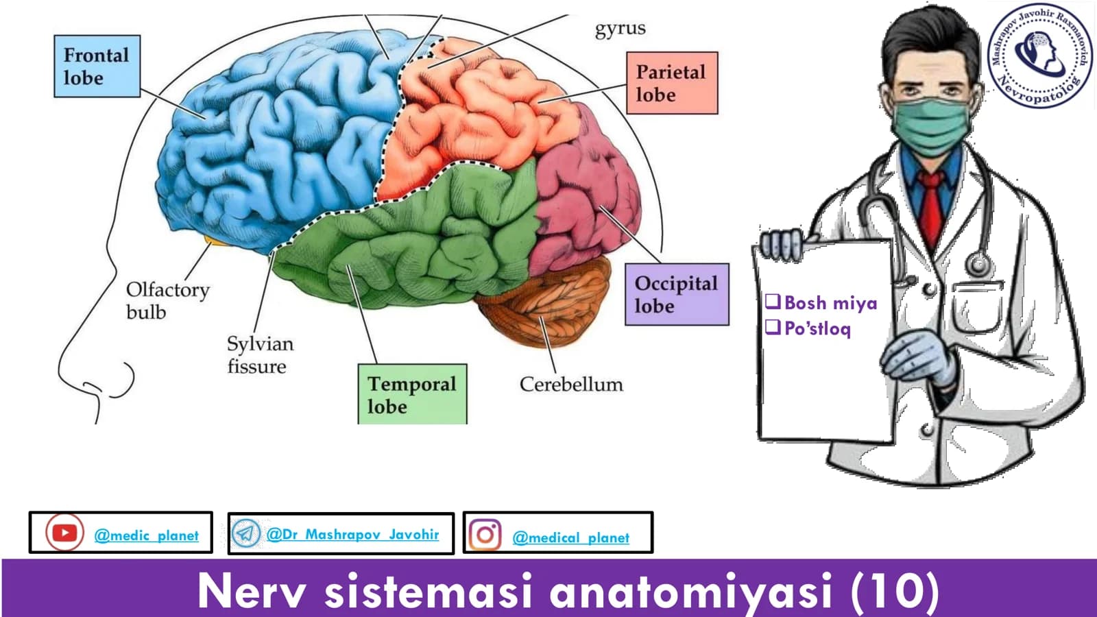 Nerv sistemasi anatomiyasi