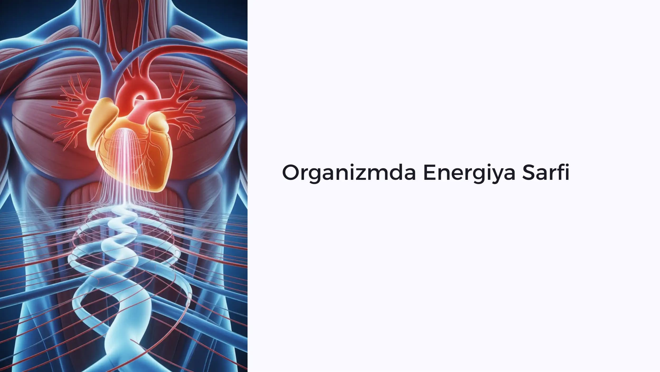 Organizmda Energiya Sarfi