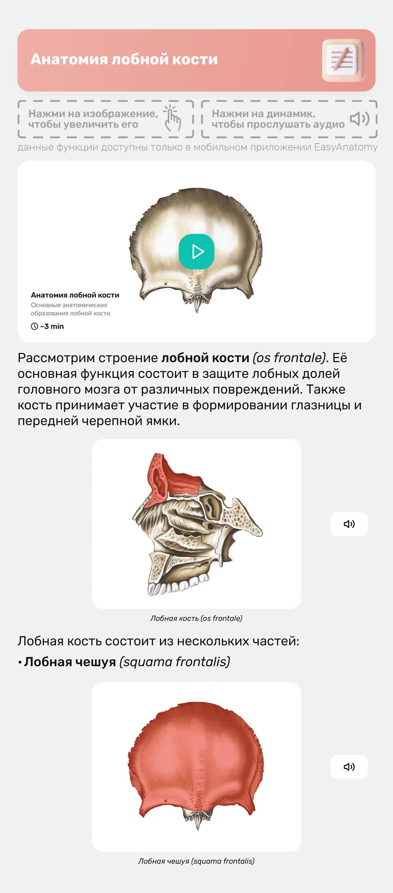 Лобная кость (os frontale)