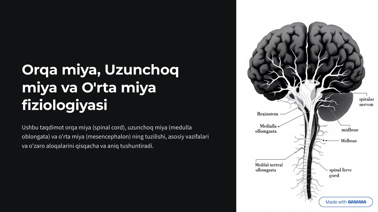 Orqa miya, Uzunchoq miya va O'rta miya fiziologiyasi
