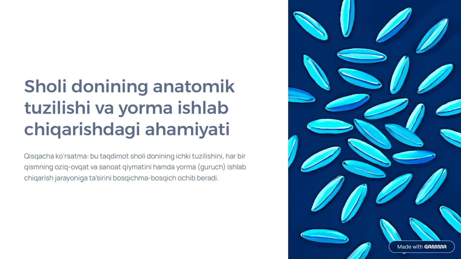 Sholi donining anatomik tuzilishi va yorma ishlab chiqarishdagi ahamiyati