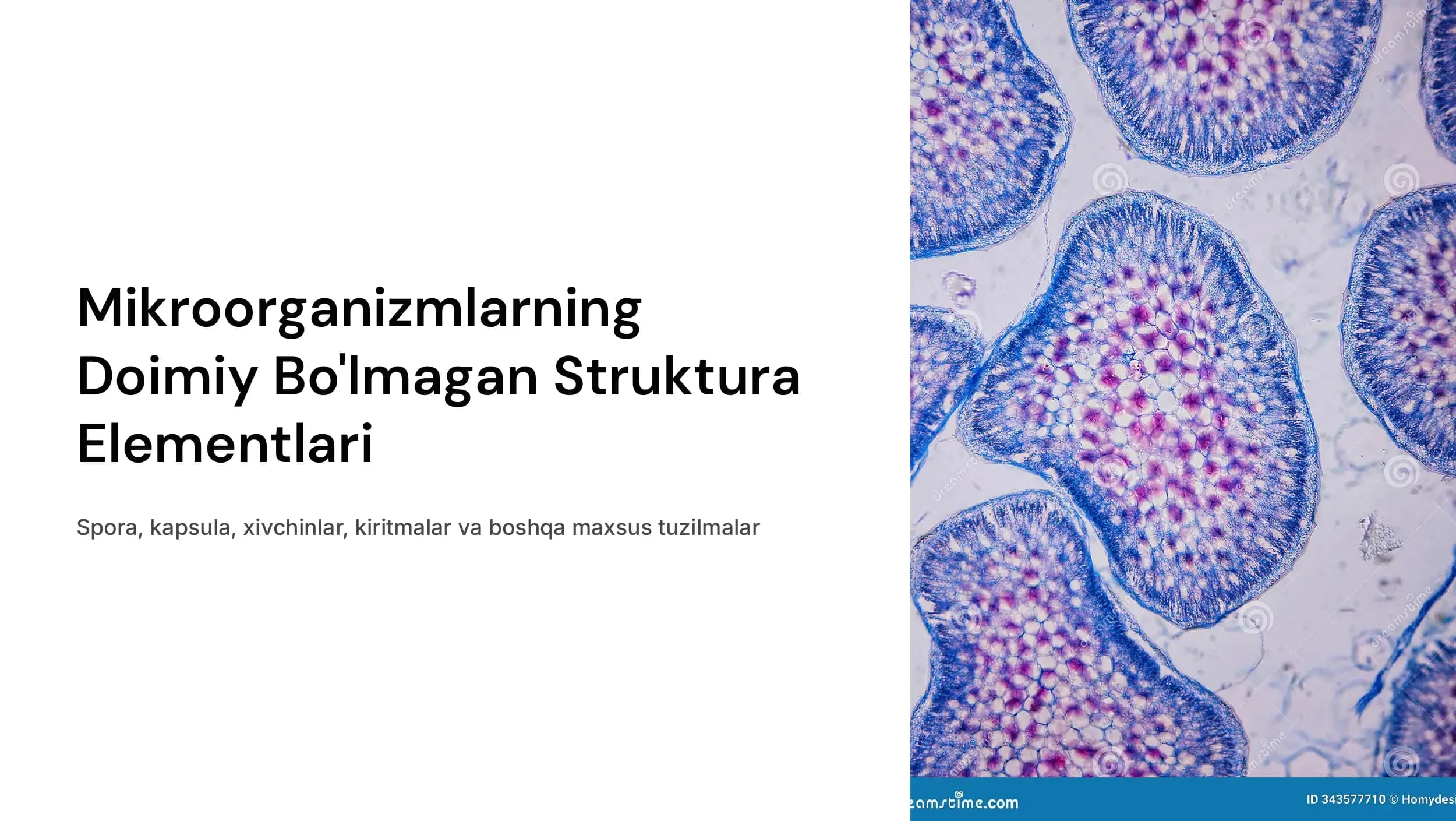 Mikroorganizmlarni doimiy  boʻlmagan  struktura  elementlari:spora,  kapsula,  xivchinlar, kiritmalar va  boshq.