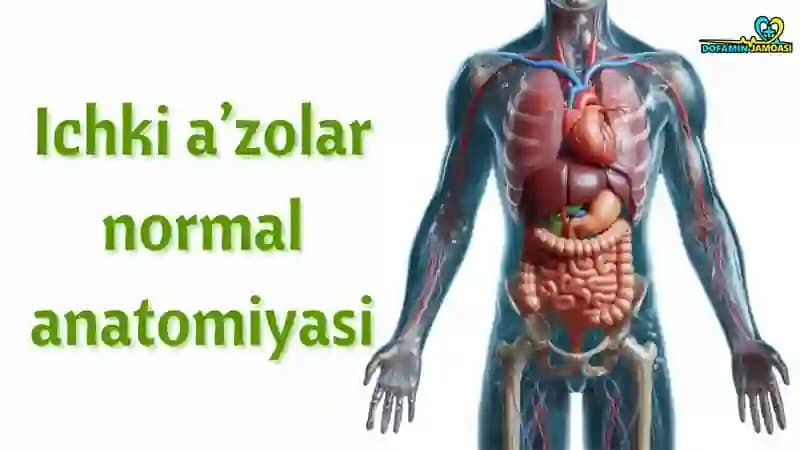 Ichki a’zolar anatomiyasi