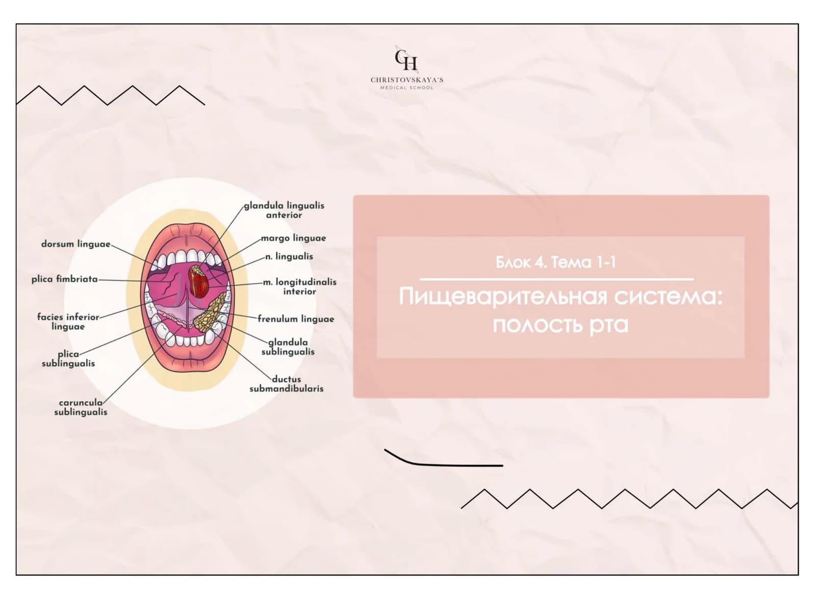Полость рта