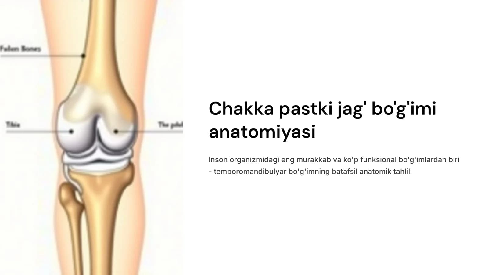 Chakka pastki jag‘ bo‘g‘imi anatomiyasi.