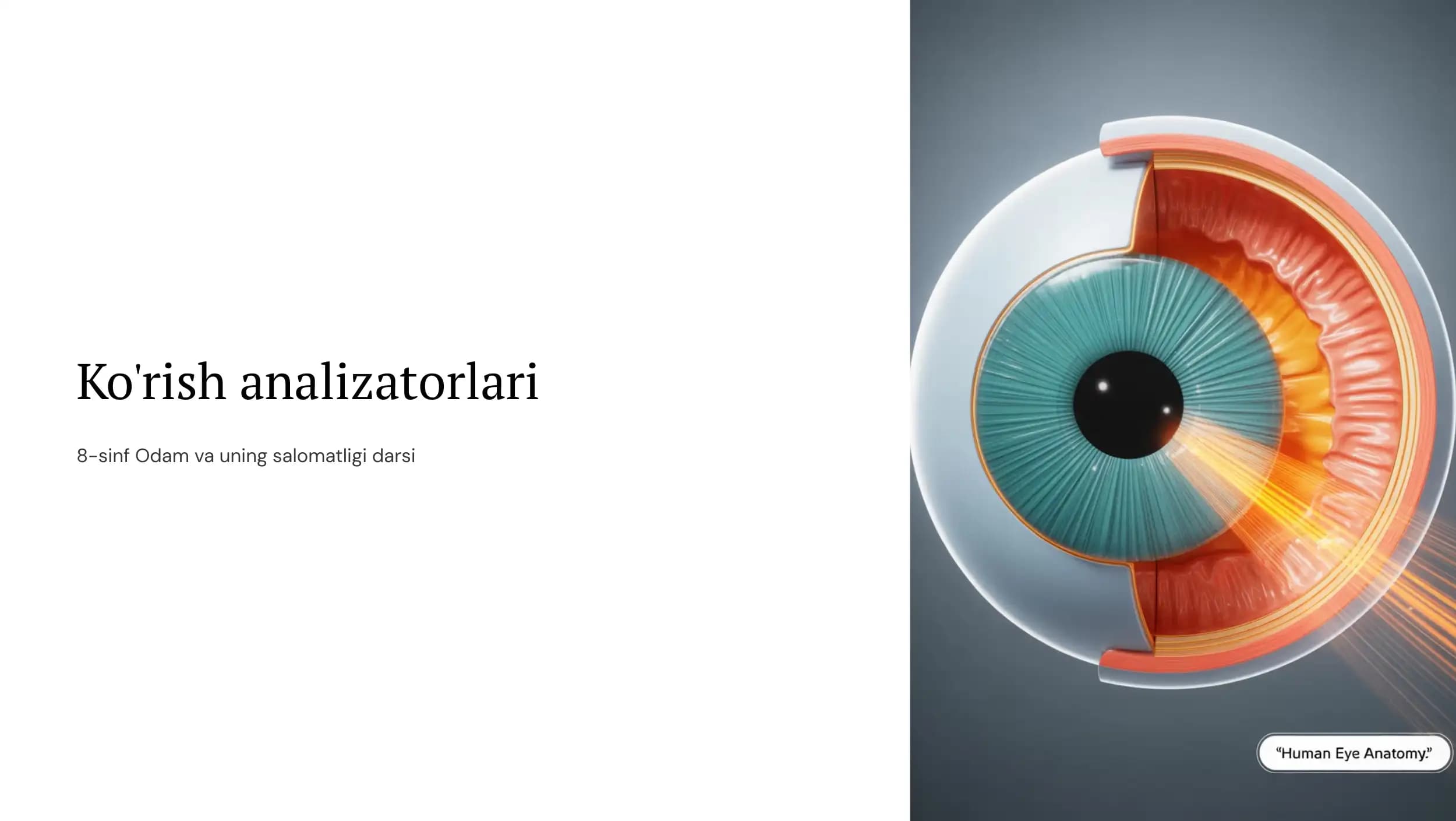 Ko'rish analizatorlari