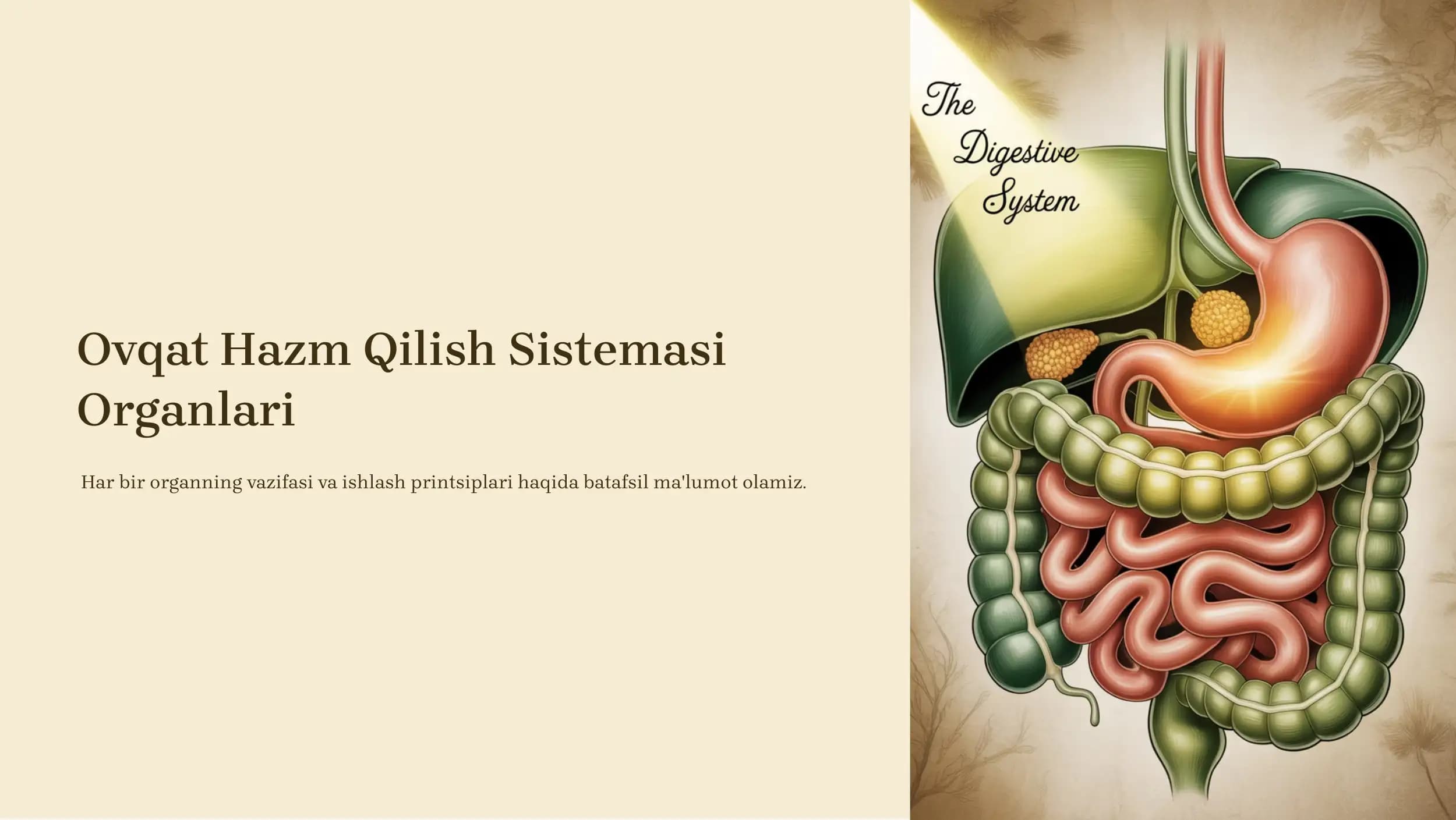 Ovqat Hazm Qilish Sistemasi Organlari