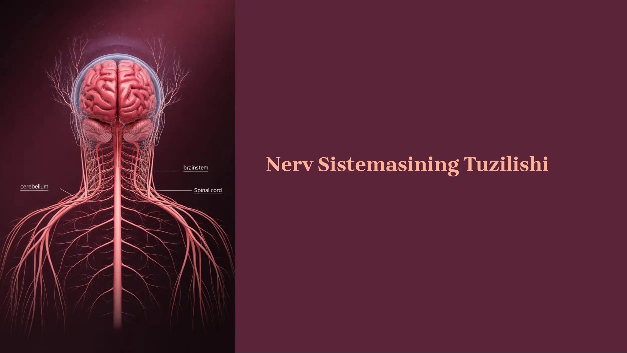 Nerv Sistemasining Tuzilishi