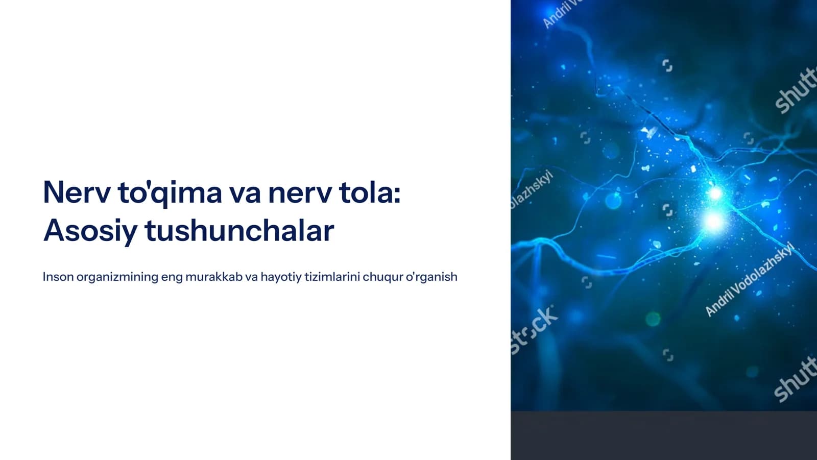 Nеrv to'qima Nеrv tola