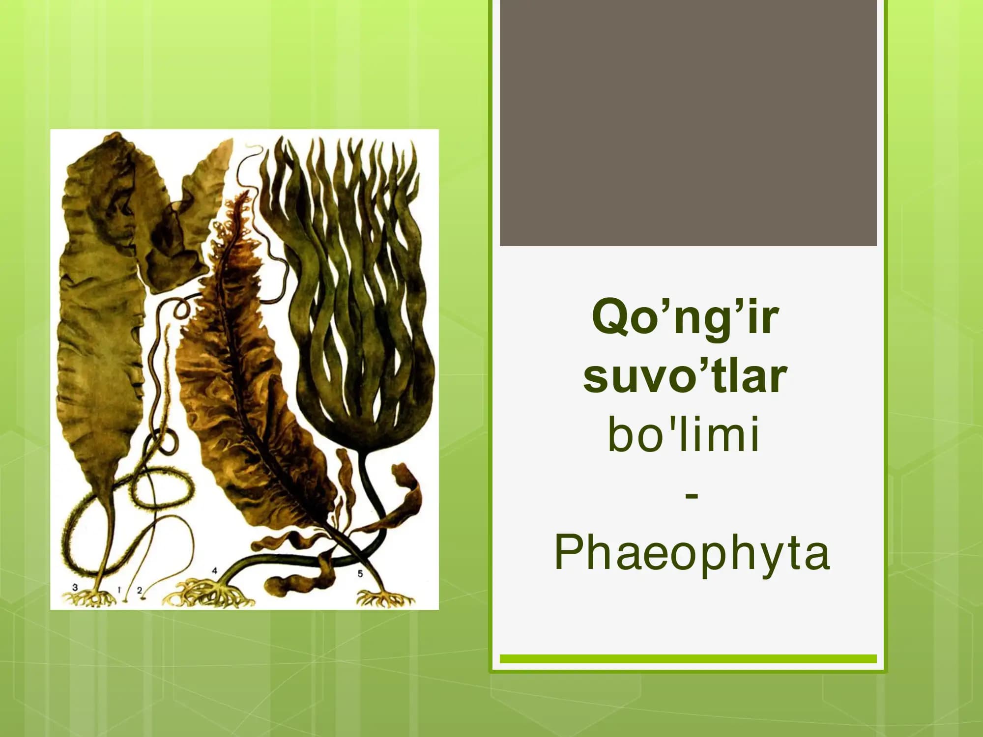 Qo'ng'ir suvo'tlar-Phaeophyta