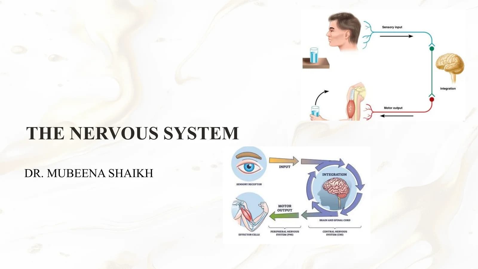 The Nervous System
