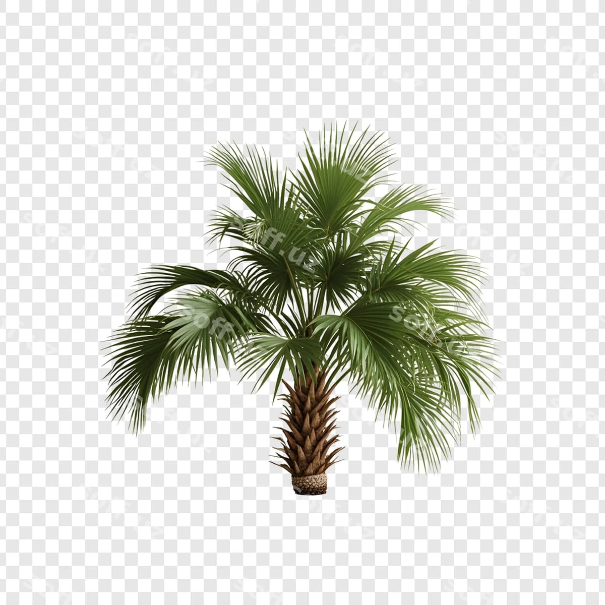Palma daraxti shaffof orqa fonda | Palm tree transparent background