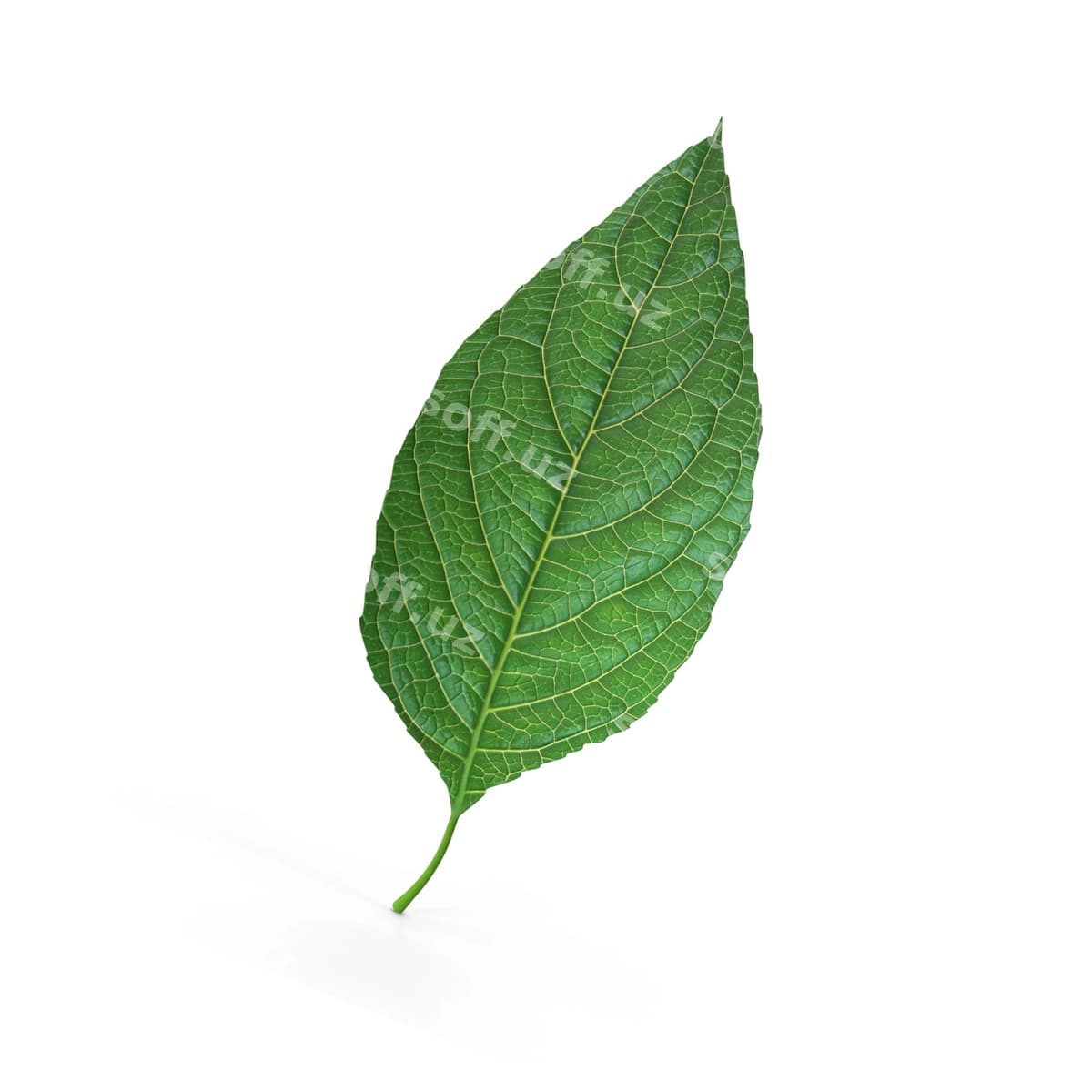 O'simlik varaqi | Plant leaf