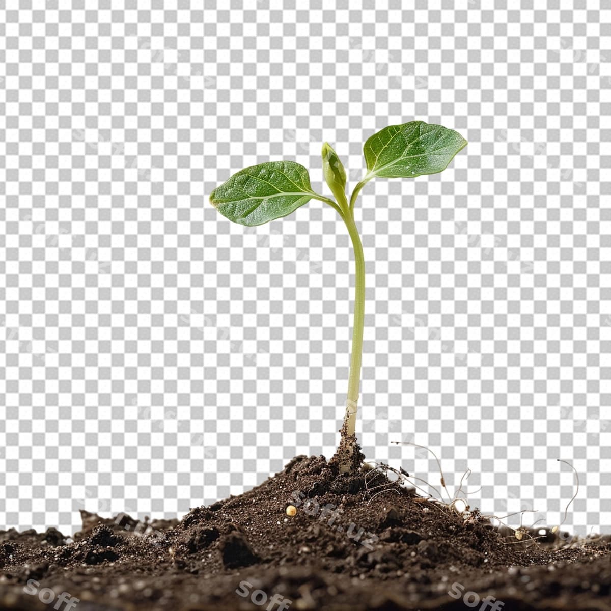 O'simlik psd png | Plant psd png