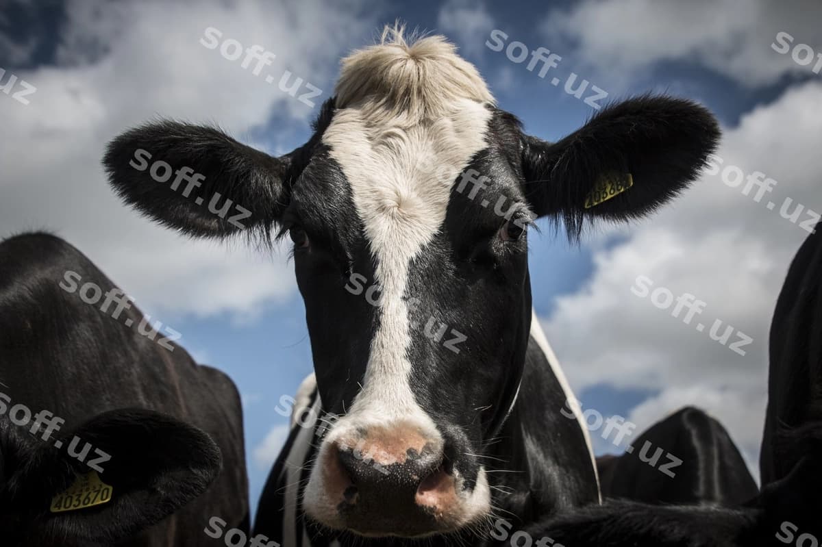 Portret so'moniy ko'regi against havola | Portrait cow against sky